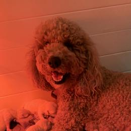 Sophie - Goldendoodle