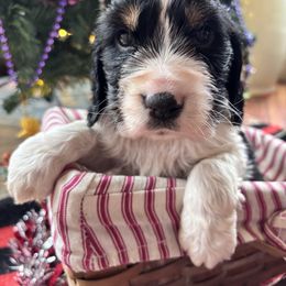 Apalachicola (Cola) - Black white and tan male English Springer Spaniel puppy in Huntingdon, Pennsylvania from Indian Creek Springers and Doxies