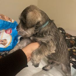 Boy 3 - Salt and pepper Miniature Schnauzer puppy in Rocklin, California from MiniSchnauzerWorld
