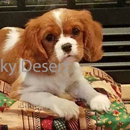 Cavalier King Charles Spaniels, Cavapoos, and Poodles from Rocky Desert Goldens and Cavaliers