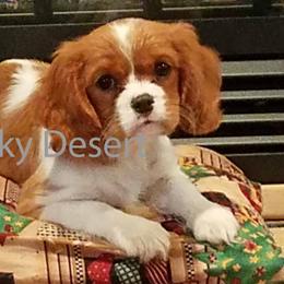 Cavalier King Charles Spaniels, Cavapoos, and Poodles from Rocky Desert Goldens and Cavaliers