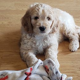 Goldendoodle Puppies from Bailey's Bunch