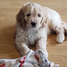 Goldendoodle Puppies from Bailey's Bunch