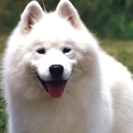 Sky - Samoyed