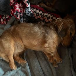 Milo - Dachshund