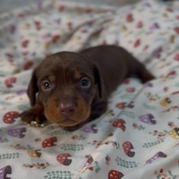 Ace - Chocolate and tan male Dachshund puppy in Palmetto Bay, Florida from Rightous Way Kennel