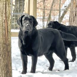 Marlin - Black Labrador Retriever puppy in Granby, Connecticut from Cross Bay Labradors