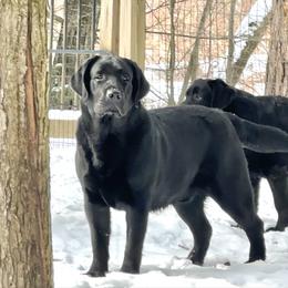 Marlin - Black Labrador Retriever puppy in Granby, Connecticut from Cross Bay Labradors
