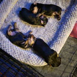 Yorkshire Terrier Puppies from Brinkley Yorkies