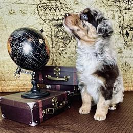 Nadia - Red merle female Australian Shepherd puppy in West Union, Iowa from Boundless Hearts Australian Shepherds LLC