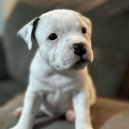 Staffordshire Bull Terriers from Lucky Staffs