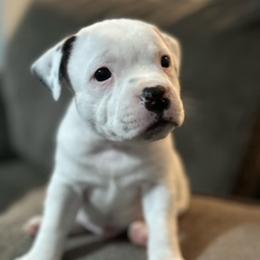 Staffordshire Bull Terriers from Lucky Staffs