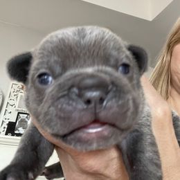 French Bulldog Puppies from Flat Face French Bulldogs