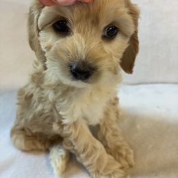Hazel - Sable and white female Cockapoo puppy in Adrian, Oregon from ApplebyFarm