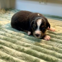 Birch - Black tri-color male Australian Shepherd puppy in Salinas, California from AA Aussies