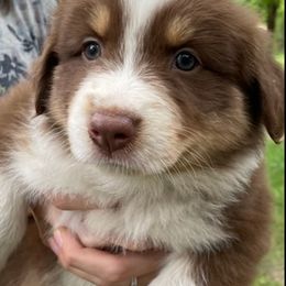 Australian Shepherd Puppies from Sandi’s Australian Shepherds
