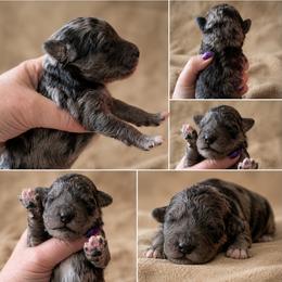 Boy 6, Marlin - Blue merle male Bernedoodle puppy in Delphos, Ohio from Route 66 Poodles & Doodles, Sapphire Shih-tzu's of Ohio