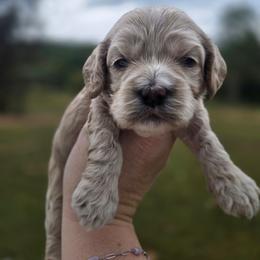 Maisy - Cream female Cockapoo puppy in Rutherford County, North Carolina from Simply Grace Farms