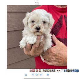 Whitney - female Shihpoo puppy in Milton Freewater, Oregon from Doodlesrfun