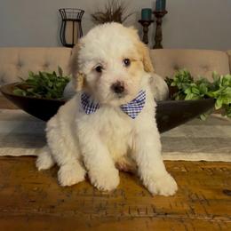 Mike - Yellow and white male Bernedoodle puppy in Cartersville, Georgia from Simply Blessed Doodles
