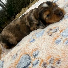 Theo - Dapple male Dachshund puppy in Mountain Home, Arkansas from Furry Friends Kennel