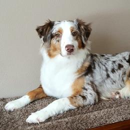 Alyce  - Australian Shepherd