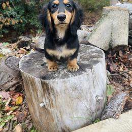 Dachshund All Grown Up from Hickory Hollow Dachshunds