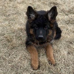 German Shepherds from Darron Moore's German Shepherd