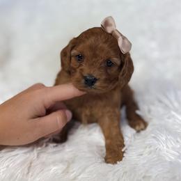 Pearl - Apricot female Cavapoo puppy in Reeds Spring, Missouri from As Good As Goldendoodles and more