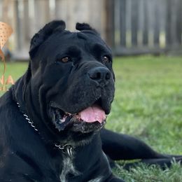 Chyna - Cane Corso