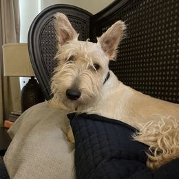 Archie - Scottish Terrier