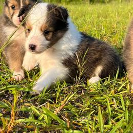 Shetland Sheepdog Puppies from Retter Ridge