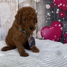 Billy - Red  male Poodle puppy in Cape Coral, Florida from Ruby the poodle