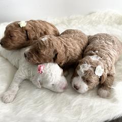 Labradoodle Puppies from Uintah Basin Doodles
