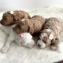Labradoodle Puppies from Uintah Basin Doodles