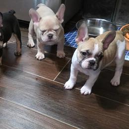 French Bulldog and Shih Tzu Puppies from Lynne's Frenchie Tzu