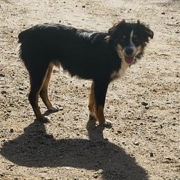 Tuck - Toy Australian Shepherd