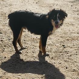 Tuck - Toy Australian Shepherd