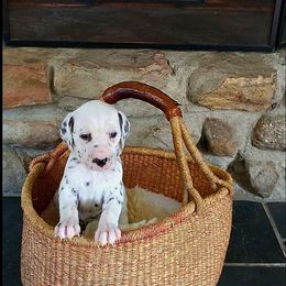 Ms. Yellow - White and black female Dalmatian puppy in Troutville, Virginia from Mountain Pass Barn