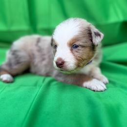 Girl 4 - female Miniature American Shepherd puppy in Plant City, Florida from Osborne & Stormborn FL Kennels
