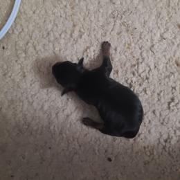 Pink - Black and rust female Miniature Pinscher puppy in Phelan, California from Desert Rose Kennel