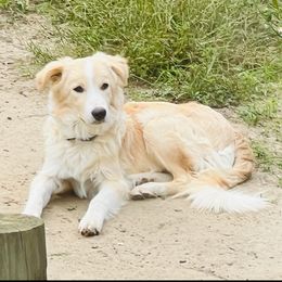 Beau - Border Collie