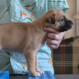 Assam - Fawn female Xoloitzcuintli puppy in Felts Mills, New York from Solstice Xolos