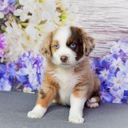 Red merle boy 2 - Red merle male Miniature Australian Shepherd puppy in Orlando, Florida from iHeart Mini Aussies