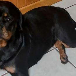 Jersey Girl - Rottweiler