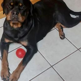 Jersey Girl - Rottweiler