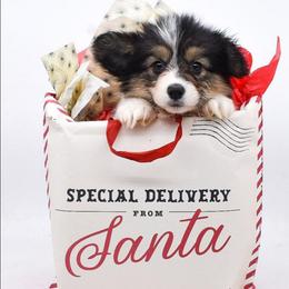 Mocha (wisp) - Black and tan female Pembroke Welsh Corgi puppy in San Antonio, Texas from Moxxi's Legacy Corgis