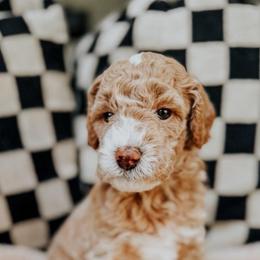 Slinky - Cream male Goldendoodle puppy in Lakeland, Florida from Rolling Oak Doodles