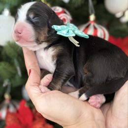 Davey - Tri-color male Bernese Mountain Dog puppy in Yuciapa, California from AlltheDoodlez_