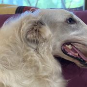 Spirea - Borzoi